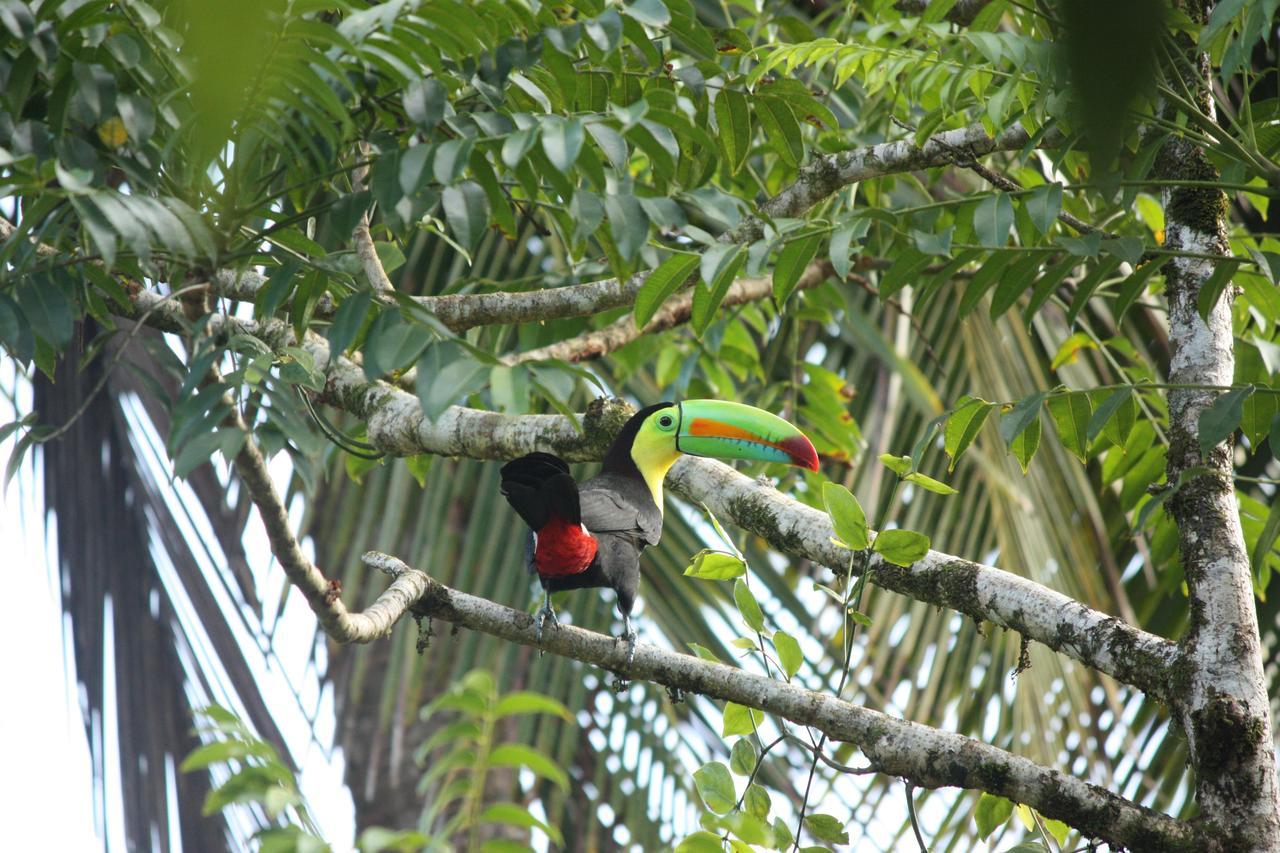 Hotel Vista Al Tortuguero Cariari  Ngoại thất bức ảnh