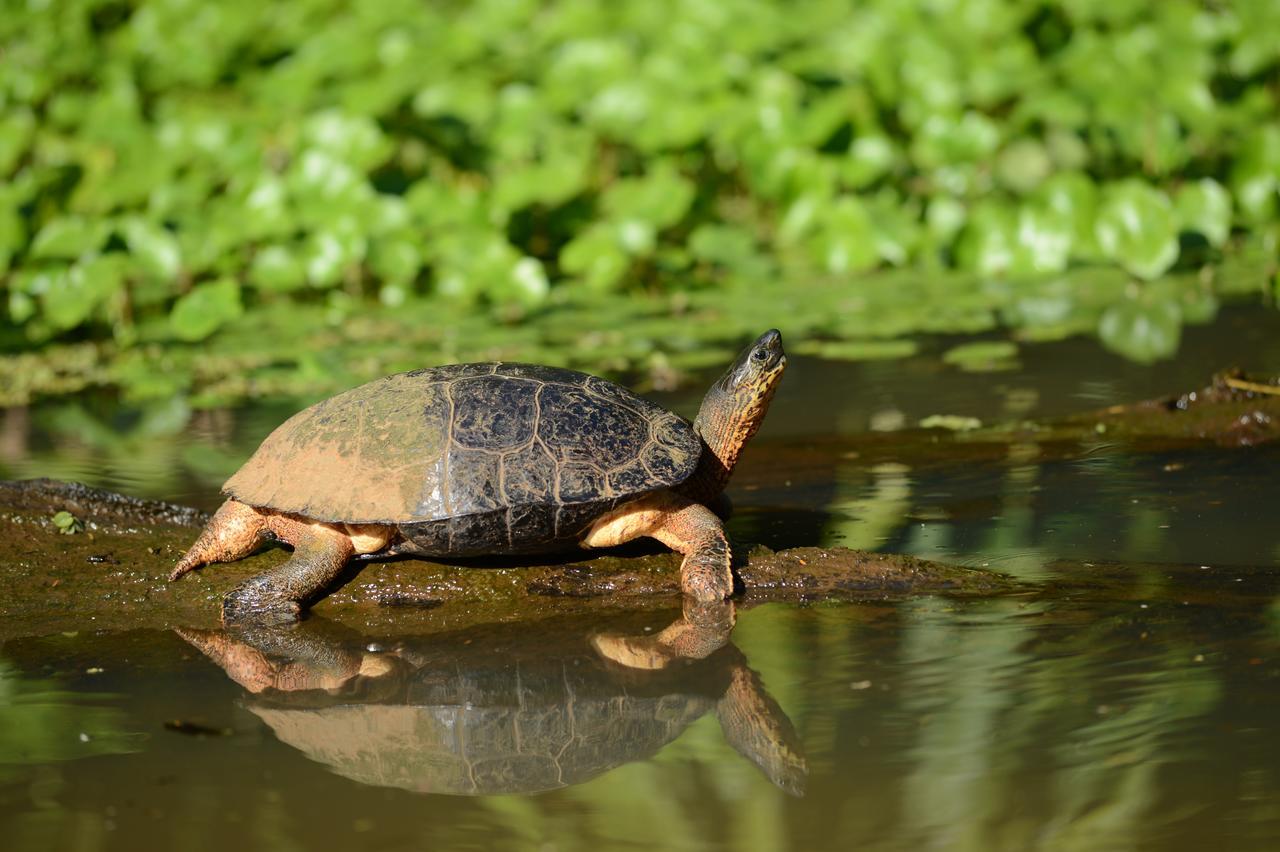 Hotel Vista Al Tortuguero Cariari  Ngoại thất bức ảnh